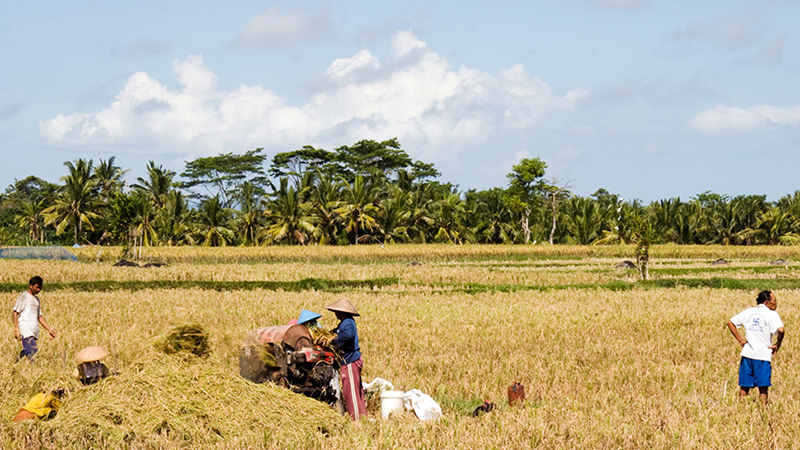 From Season of Rice - Harvesting, Bali