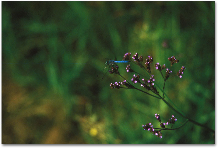 September - Dragonflies 3