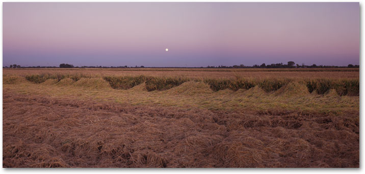From Season of Rice - October Harvest, California
