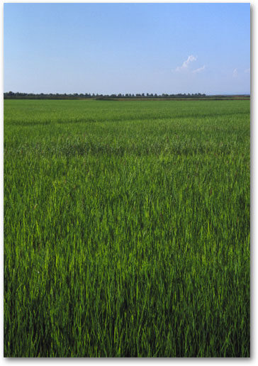 JUNE Sky and New Rice