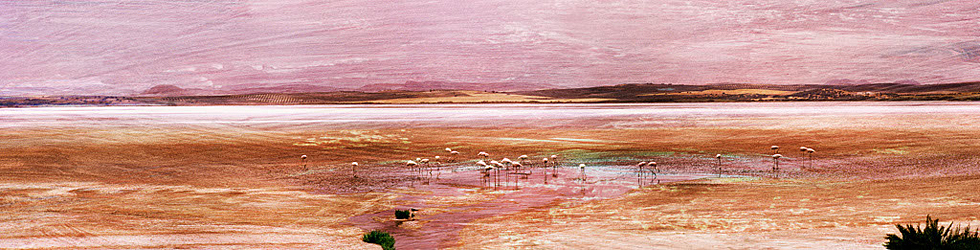 Flamingos-Fuente de Piedra, Spain