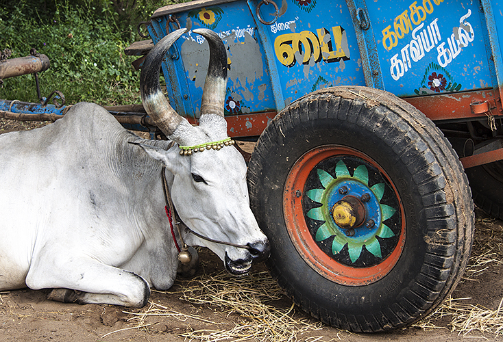 Kumbakkonam :: White Bull - Blue Cart