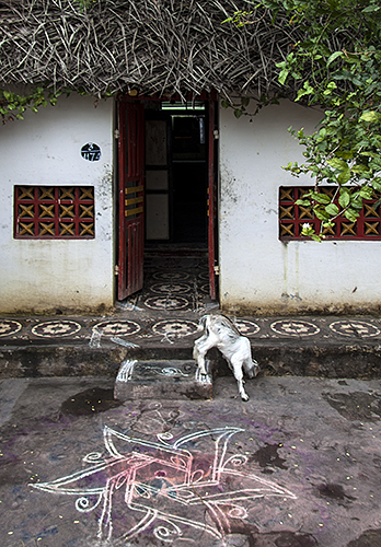 Tangore :: Goat with Red Windows