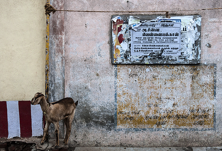 Madurai :: Goat with Red Stripes