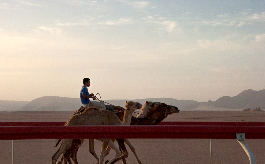 Camel Race Track, Early morning training