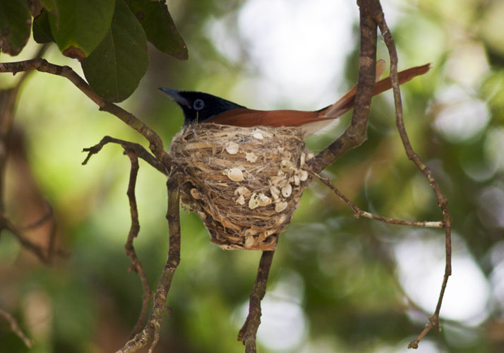From Yala Wilderness, Sri Lanka - Paradise Flycatcher